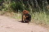 KING CHARLES SPANIEL 182